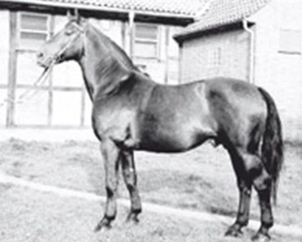 stallion Davos (Hanoverian, 1964, from Duellant)