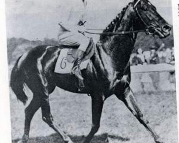 stallion Turmoil xx (Thoroughbred, 1945, from Tourbillon xx)