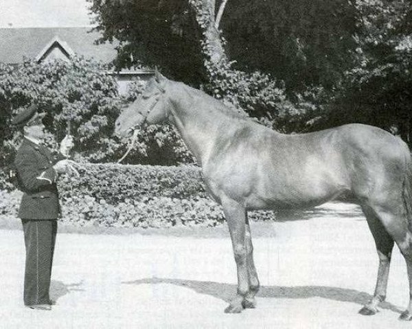 stallion Popof xx (Thoroughbred, 1951, from Turmoil xx)