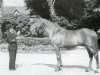 stallion Popof xx (Thoroughbred, 1951, from Turmoil xx)