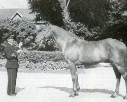 stallion Popof xx (Thoroughbred, 1951, from Turmoil xx)