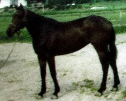 broodmare Flore de l'Erdre (Selle Français, 1971, from Popof xx)