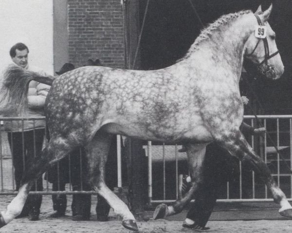 stallion Wolf (Hanoverian, 1971, from Wolfsburg)