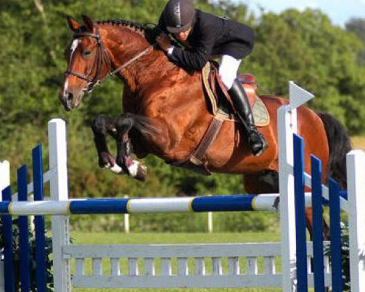 stallion For Paragon (Hanoverian, 1994, from For Pleasure)