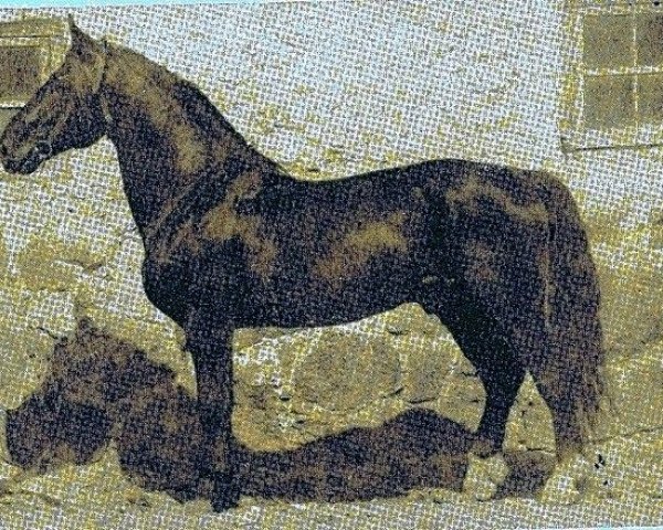 stallion Sprincis (Latvian Warmblood, 1965, from Strādnieks)