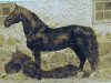 stallion Sprincis (Latvian Warmblood, 1965, from Strādnieks)