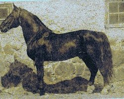 stallion Sprincis (Latvian Warmblood, 1965, from Strādnieks)