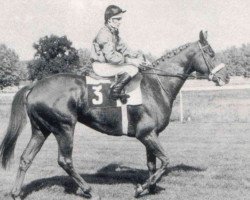 broodmare Ferdesia AA (Anglo-Arabs, 1971, from Djerba Oua ox)