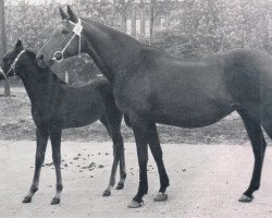 broodmare Blaue Grotte xx (Thoroughbred, 1944, from Octavianus xx)