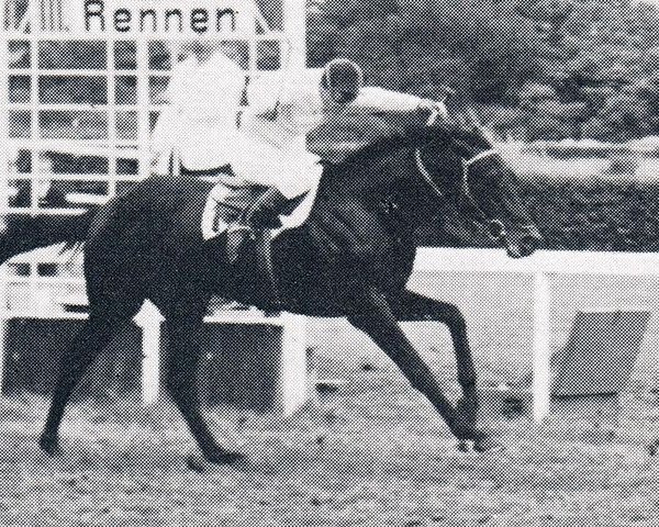 stallion Blauer Reiter xx (Thoroughbred, 1961, from Birkhahn xx)