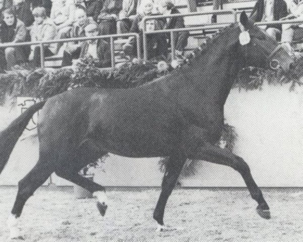 stallion Casanova (Holsteiner, 1978, from Cor de la Bryère)