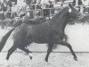 stallion Casanova (Holsteiner, 1978, from Cor de la Bryère)