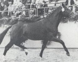 Deckhengst Casanova (Holsteiner, 1978, von Cor de la Bryère)