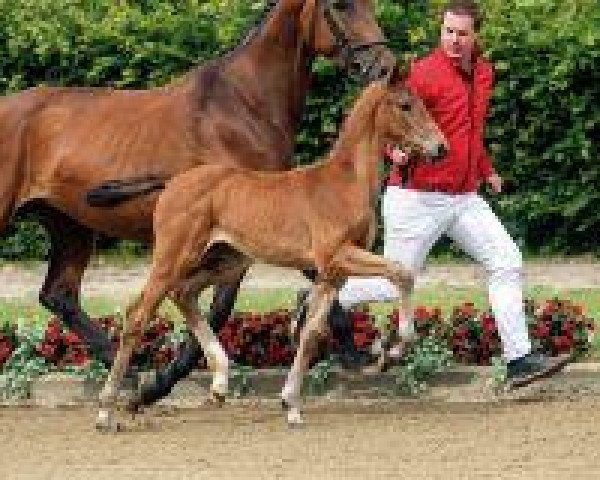 dressage horse Stute von Vitalis (Westphalian, 2013, from Vitalis)