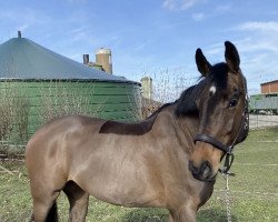 jumper Jelly Bean 7 (KWPN (Royal Dutch Sporthorse), 2014)