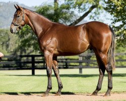 horse Boulder City xx (Thoroughbred, 2014, from Snitzel xx)