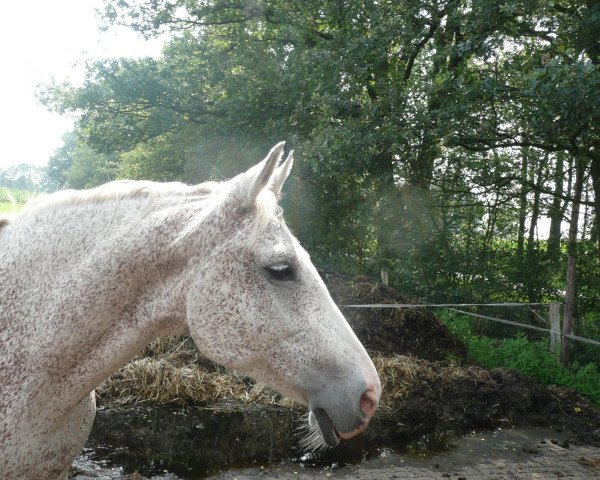 Zuchtstute Paloma (Oldenburger, 1994, von Pablo)