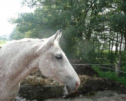 broodmare Paloma (Oldenburg, 1994, from Pablo)