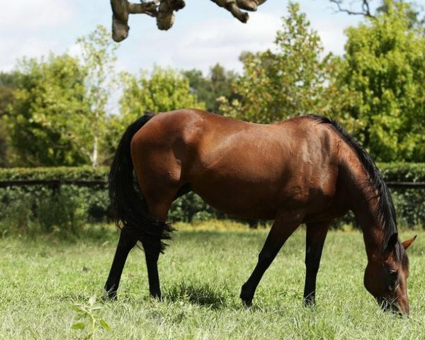 broodmare Vegas Showgirl xx (Thoroughbred, 2002, from Al Akbar xx)