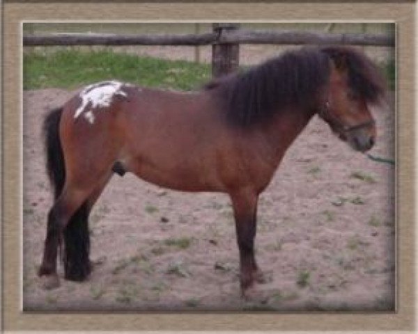 stallion Tornado (Dt.Part-bred Shetland pony, 1998, from Teddyboy)