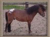 stallion Tornado (Dt.Part-bred Shetland pony, 1998, from Teddyboy)