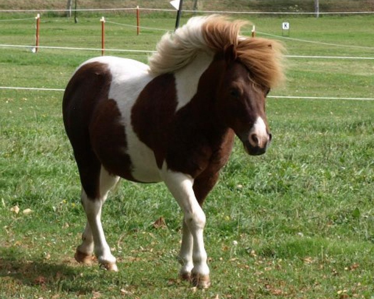 Deckhengst Putz (Shetland Pony, 1996, von Pauli)