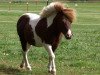 stallion Putz (Shetland Pony, 1996, from Pauli)