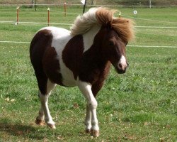 stallion Putz (Shetland Pony, 1996, from Pauli)