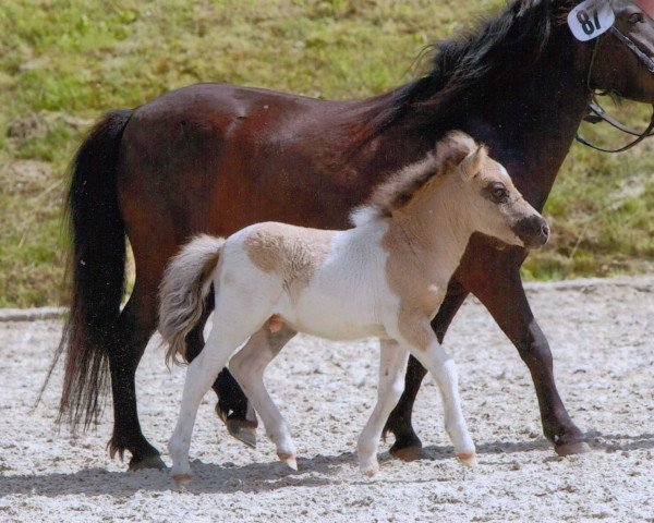Deckhengst Ambito (Shetland Pony, 2012, von Ambitie van de Zandkamp)