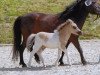 stallion Ambito (Shetland Pony, 2012, from Ambitie van de Zandkamp)