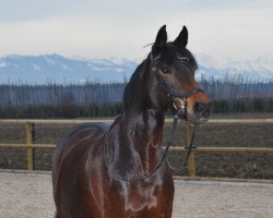 Springpferd La Paz 88 (Deutsches Reitpony, 2012, von Lucky Strike)