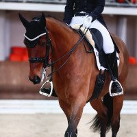 dressage horse Antinori 12 (Hanoverian, 2014, from Ampère)