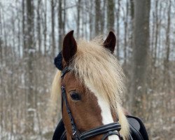 Zuchtstute Liesel (Haflinger-Mix, 2017, von Mönchbräu)