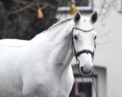 jumper Carl-Heinz 4 (Oldenburg, 2009, from Calido I)