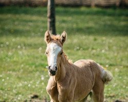 dressage horse Glitzerflitzerin (German Riding Pony, 2021, from Genesis BL)