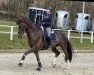 dressage horse Furst Floris (Hanoverian, 2012, from Fuechtels Floriscount OLD)