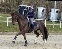 dressage horse Furst Floris (Hanoverian, 2012, from Fuechtels Floriscount OLD)