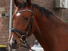 dressage horse Captain Jeremy (Westphalian, 2009, from Captain Fire)