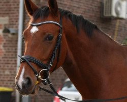 dressage horse Captain Jeremy (Westphalian, 2009, from Captain Fire)