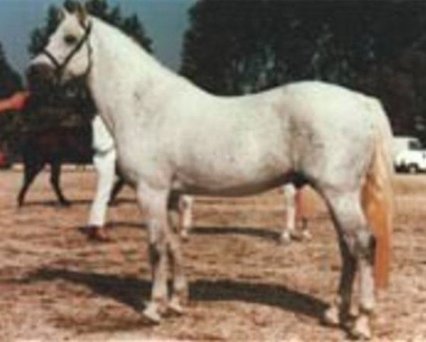 Deckhengst Idenoir (Connemara-Pony, 1974, von Windy Cove Ranger)