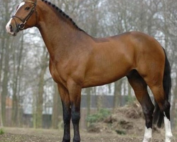 stallion 'T Is Voltaire (Belgian Warmblood, 1996, from Voltaire)