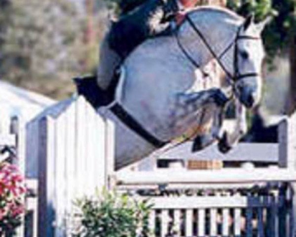 stallion Sir Caletto (Hanoverian, 1995, from Sandro)