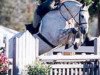 stallion Sir Caletto (Hanoverian, 1995, from Sandro)