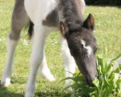 horse Peach (Shetland Pony, 2021, from Galant van Hendrijntje)