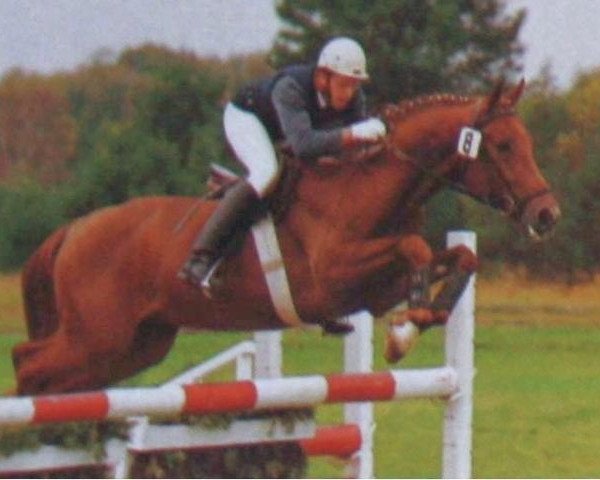 stallion Pinkus (Hanoverian, 1983, from Pandur)