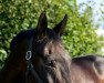 dressage horse Fair Play 179 (Westphalian, 2004, from Floresco NRW)