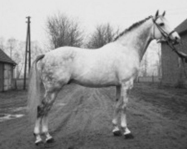 stallion Magister (Holsteiner, 1964, from Manometer xx)