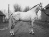 stallion Magister (Holsteiner, 1964, from Manometer xx)