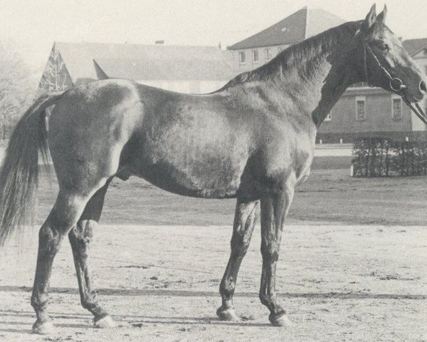 stallion Südwind (Hanoverian, 1970, from Sudan xx)