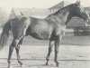 stallion Südwind (Hanoverian, 1970, from Sudan xx)
